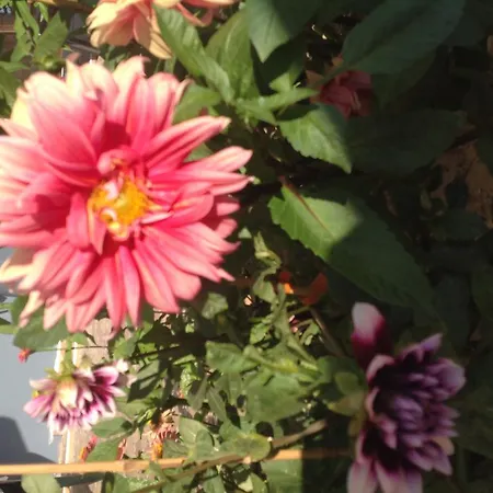 Rafailia Олимпиаки-Акти